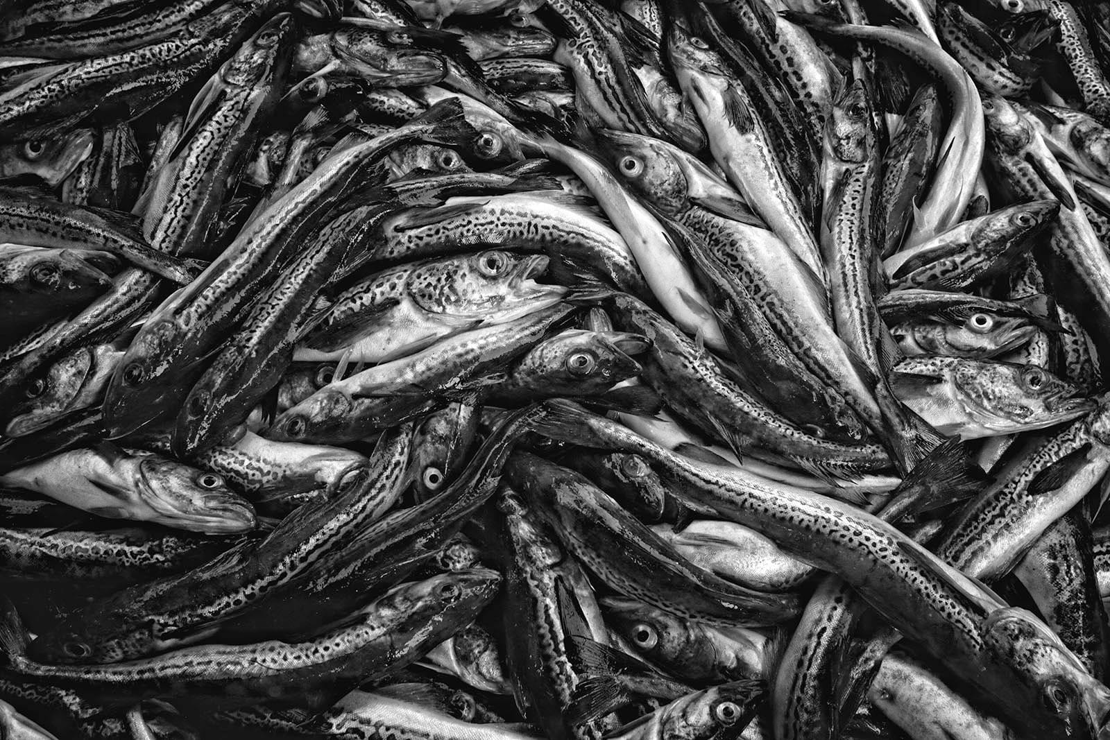 Never fry a fish till it’s caught